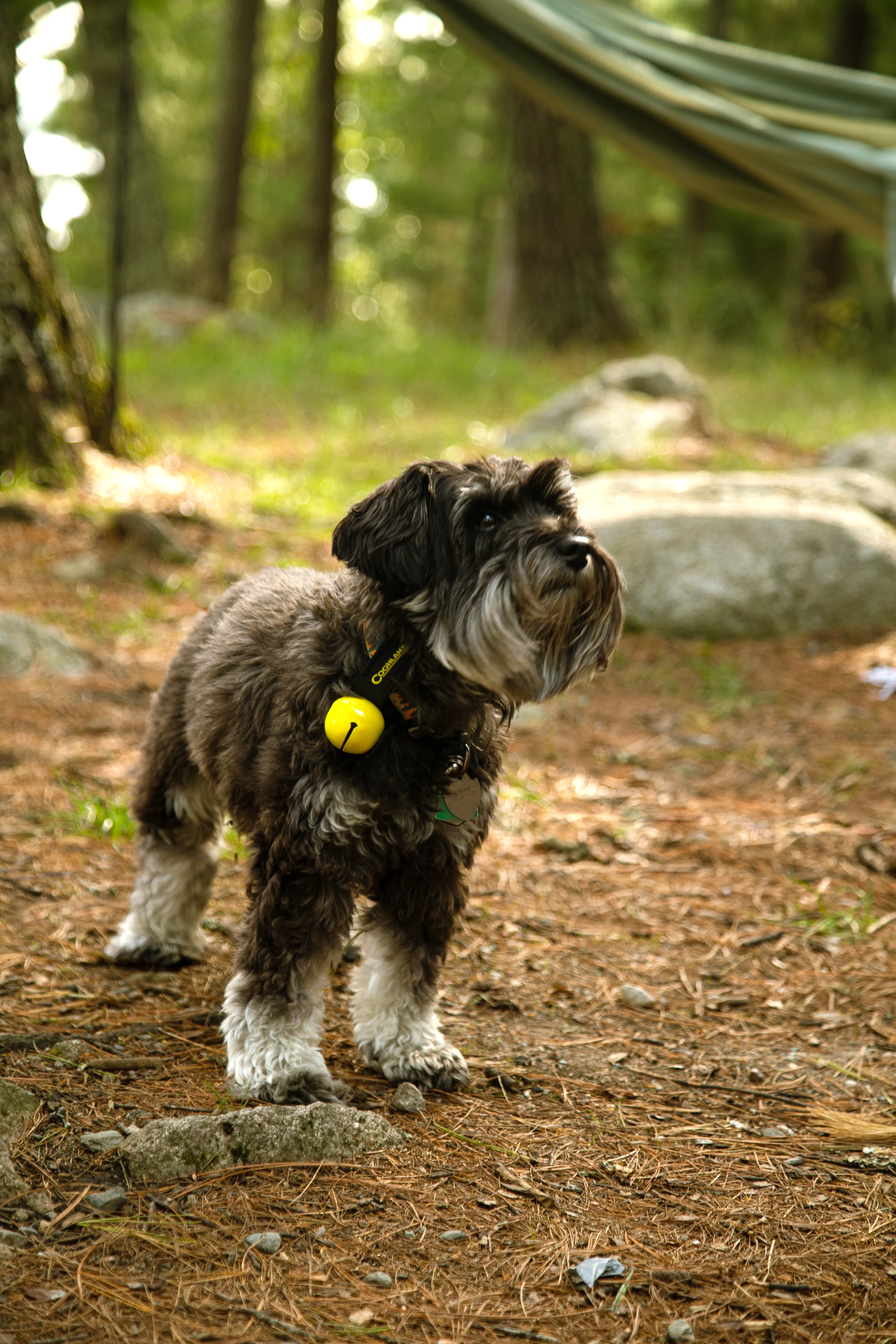 Magnetic Bear Bell - Image 5